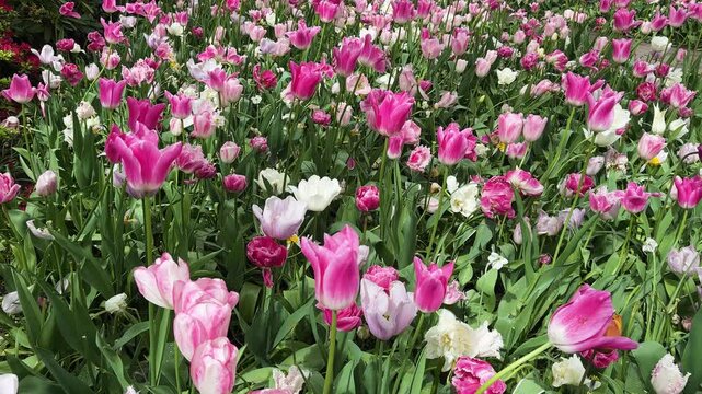 Colorful growing pink tulips and yellow daffodils flowerbed in spring formal garden