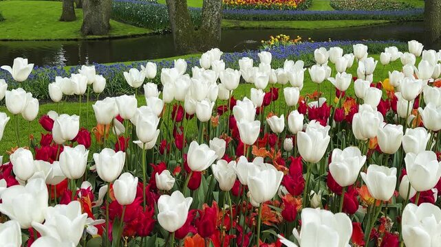 Colorful growing white and red tulips and yellow daffodils flowerbed in spring formal garden