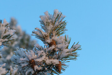 snow covered pine needles
