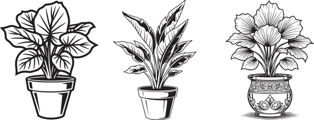 Potted Houseplants Set &ndash; Black and White Botanical Line Art. Hand Drawn Potted Houseplants Collection with Succulents, Cactus, Herbs and Indoor Plants Line Art Vector