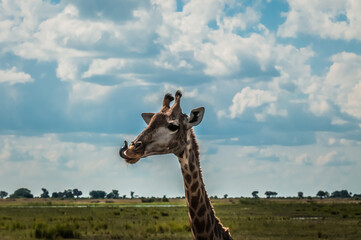 Giraffe Head and should aginst blue cloudy sky, with long tongue out © Marion Smith (Byers)