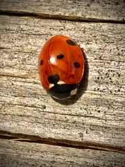 ladybug on wooden background