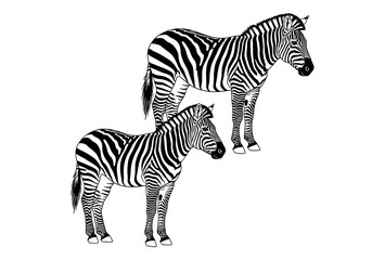 Fototapeta premium A majestic adult zebra standing protectively beside its young foal in the wild.