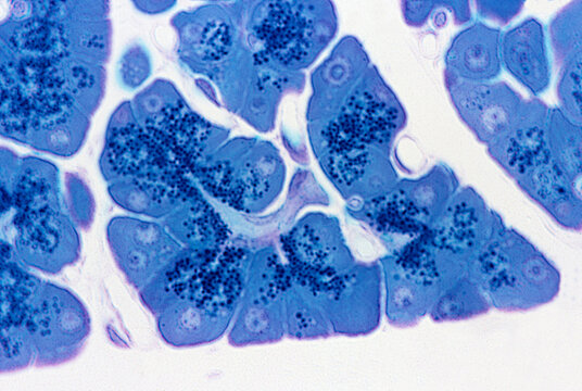 Exocrine gland. Intercalated duct