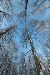 Obraz premium Balanced tree passage, Evenly spaced birch trunks, Repeated bark and snow pattern creates serenity, Symmetrical birch trees form tranquil winter pathway for walkers