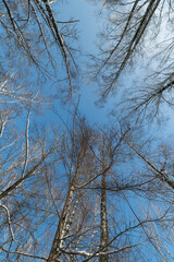 Obraz premium Tall birch trunks reaching into sky, snowdusted branches, clear blue background, meditative upward gaze, vertical composition ideal for mindfulness and growth metaphors