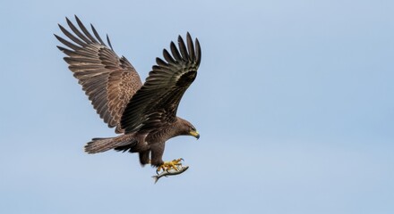Obraz premium Greater spotted eagle flying carrying fish across blue sky