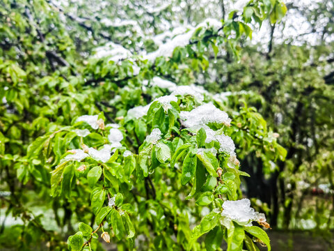 snow, freezing rain in spring during crop flowering, cherry tree filled with snow, cherry tree destroyed by frost
