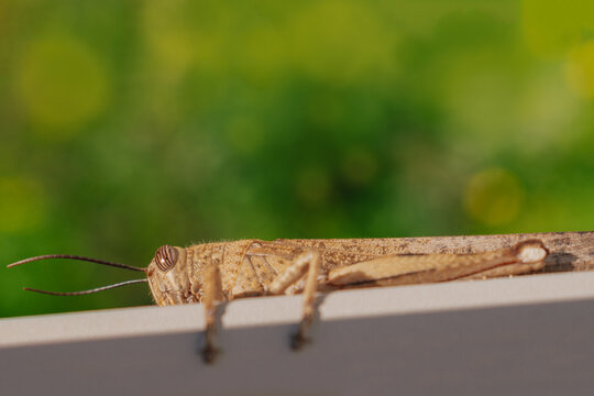 Large Egyptian grasshopper on metal fence with blurred green background, macro shot of Anacridium aegyptium, migratory locust in urban garden environment