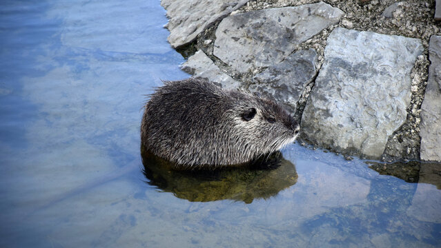 A large nutria sits partially submerged in shallow water.