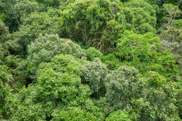 Fototapeta premium Aerial view of virgin rainforest in Borneo, Sabah, Malaysia.