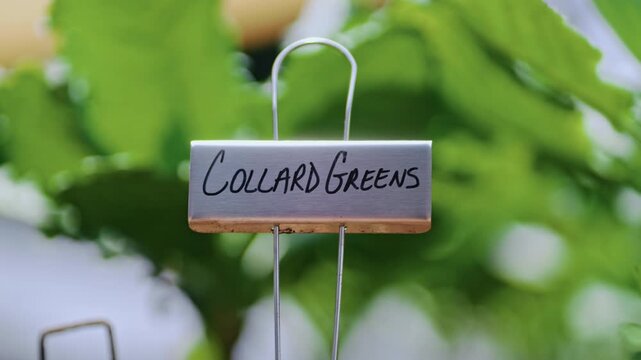A little sign titled Collard Greens. Dallas, Texas.