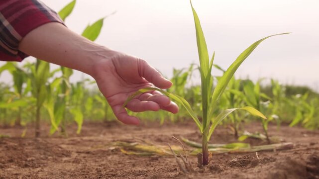 Farmer's hand examining young corn plant sprout in field during drought close-up