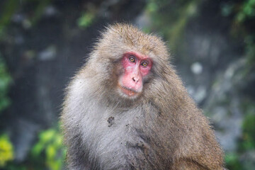 Naklejka premium Close up of a Japanese Snow Monkey with wet fur sat staring into space at the hot springs in Yadanaka, Japan
