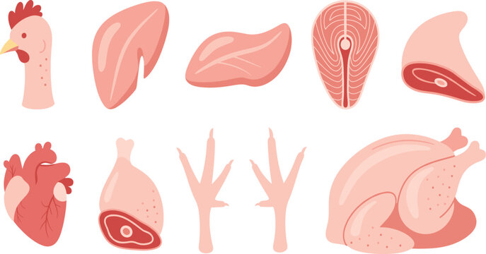 Cartoon Chicken Meat and Poultry Parts Illustration Set with Raw Cuts Organs and Whole Chicken for Food Industry Vector Designs
