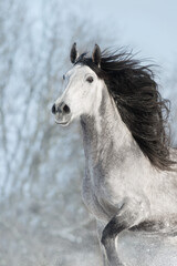 White horse with long black mane run