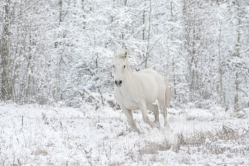 White horse run fast in snow
