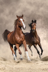 Horses run free in desert