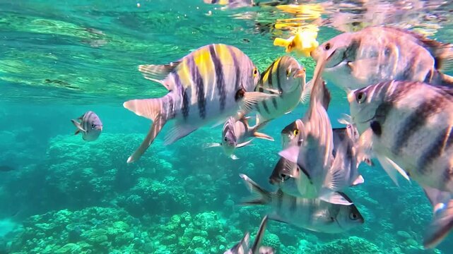 Colorful tropical fish swimming together in clear blue water above coral reef, showcasing vibrant patterns and lively interactions in an underwater environment