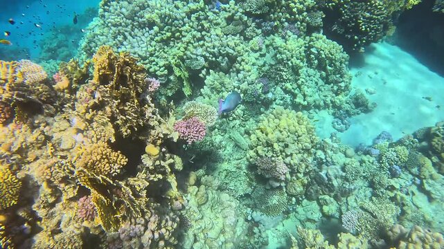 Vibrant coral reef underwater scene showcasing diverse marine life and colorful corals, with clear blue water enhancing the vivid colors and textures of the ecosystem