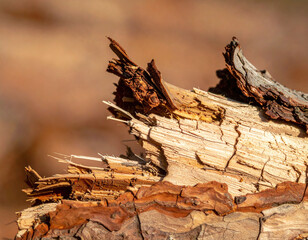 Fototapeta premium Capture the raw essence of nature with this detailed macro of splintered tree bark. This rugged texture symbolizes resilience and decay, making it ideal for environmental or timber designs.
