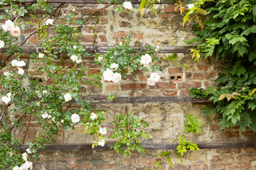 Climbing rose plants with white flowers growing against a rustic brick wall, intertwined with green foliage and wooden trellis elements in a garden setting