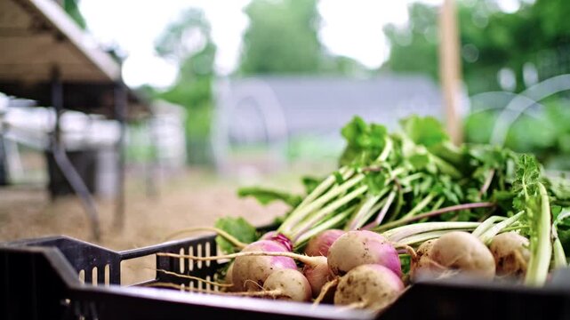 A bunch of radishes in a crate in a garden. Dallas, Texas.