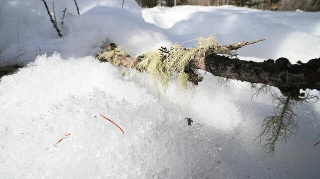 	caddis fly, caddis-fly, trichopteran, tricoptera, snow, ice, cold, mountain, Valle d'Aosta, Italy
