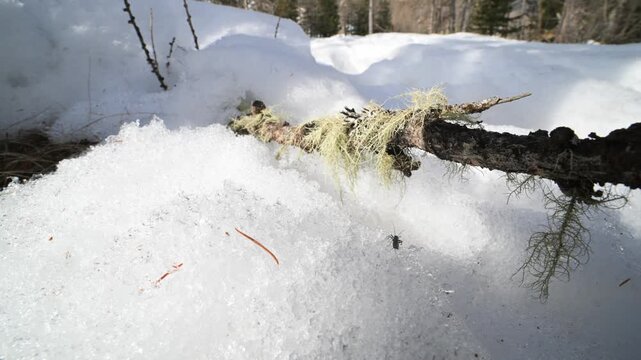 	caddis fly, caddis-fly, trichopteran, tricoptera, snow, ice, cold, mountain, Valle d'Aosta, Italy