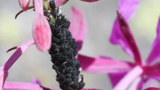 Epilobium and aphids, close-up, Gran Paradiso National Park, Cogne, Valnontey, Valle d'Aosta, Italy, no people, flower, aphids