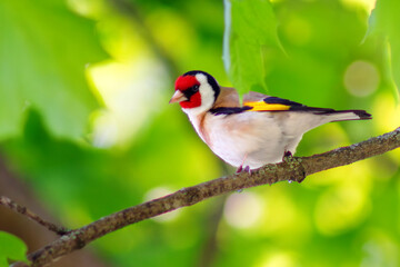 European Goldfinch Carduelis carduelis perched on a branch with vibrant green bokeh background. Colorful small songbird in spring habitat