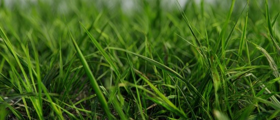 Fototapeta premium Fresh green grass close up in natural outdoor setting