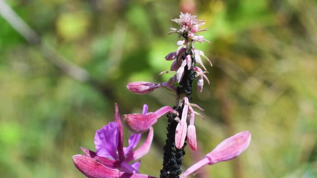 Epilobium and aphids, close-up, Gran Paradiso National Park, Cogne, Valnontey, Valle d'Aosta, Italy, no people, flower, aphids