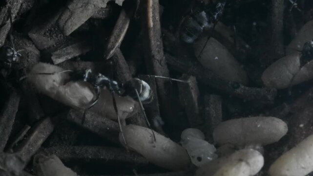 ANT AND LARVA IN THE ANTHILL, ant,  dark, artificial anthill, anthill,  pupae,  larvae, INSECT, underground,  COGNE, Gran paradiso National Park, Italy