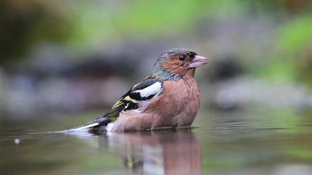 chaffinch takes a bath, slow motion, Fringilla coelebs, male, creek, pond, river, water, summer, hot, Castelletto Merli, Italy