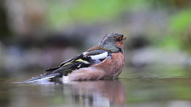 chaffinch takes a bath, slow motion, Fringilla coelebs, male, creek, pond, river, water, summer, hot, Castelletto Merli, Italy