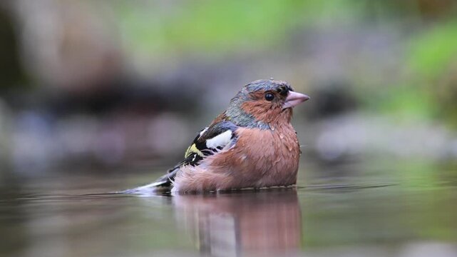 chaffinch takes a bath, slow motion, Fringilla coelebs, male, creek, pond, river, water, summer, hot, Castelletto Merli, Italy