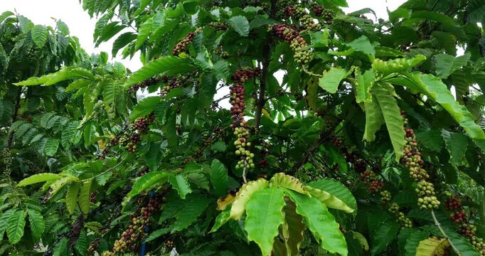 Coffee beans grow on tree 