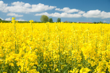 Obraz premium rape field and with blue sky