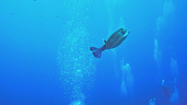 Сurious boxfish glides gracefully through the deep blue water, its patterned body catching the light. Bubbles trail behind, adding a magical touch to this underwater scene.