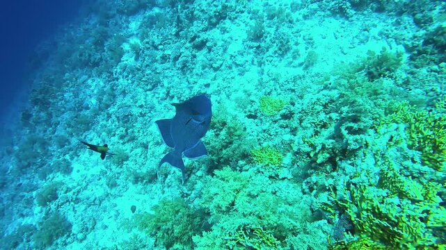 Large dark blue triggerfish swims near vibrant coral reef. The clear blue water reveals intricate details of the seabed, with various coral formations and patches of marine vegetation. Pseudobalistes