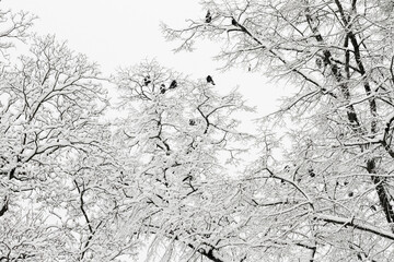 rooks (Corvus frugilegus) sitting on a snowy branch © Alexander Erdbeer