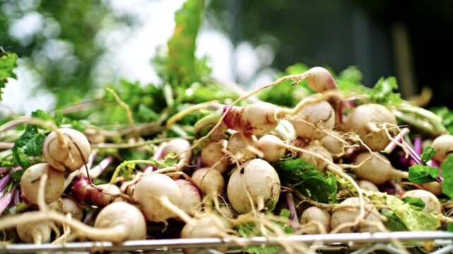 A bunch of radishes sitting together outside. Dallas, Texas.