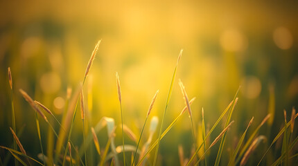 Green grass in summer forest at sunset. Macro image, shallow depth of field. Abstract summer nature background.