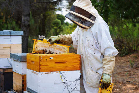 Beekeeper extracting a honeycomb full of bees from a rustic apiary