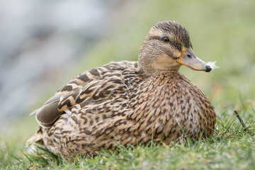Fototapeta premium female mallard