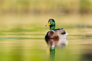 Beautiful male mallard floats in water. Wildlife scene from nature. Mallard in the nature habitat....