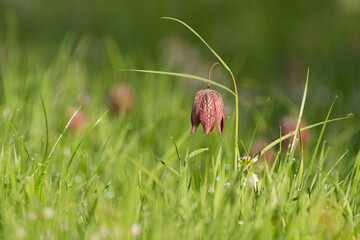 checkered daffodil with morning dew