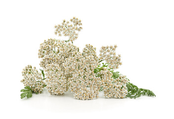 White yarrow flowers with green leaves on a white background. © voren1