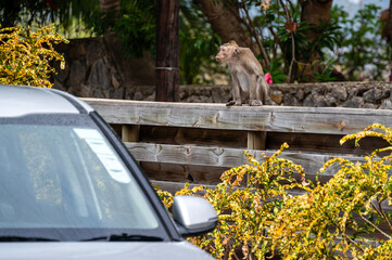 Long-tailed macaque sitting on a wooden fence near a car in a residential area of Tamarin, Mauritius